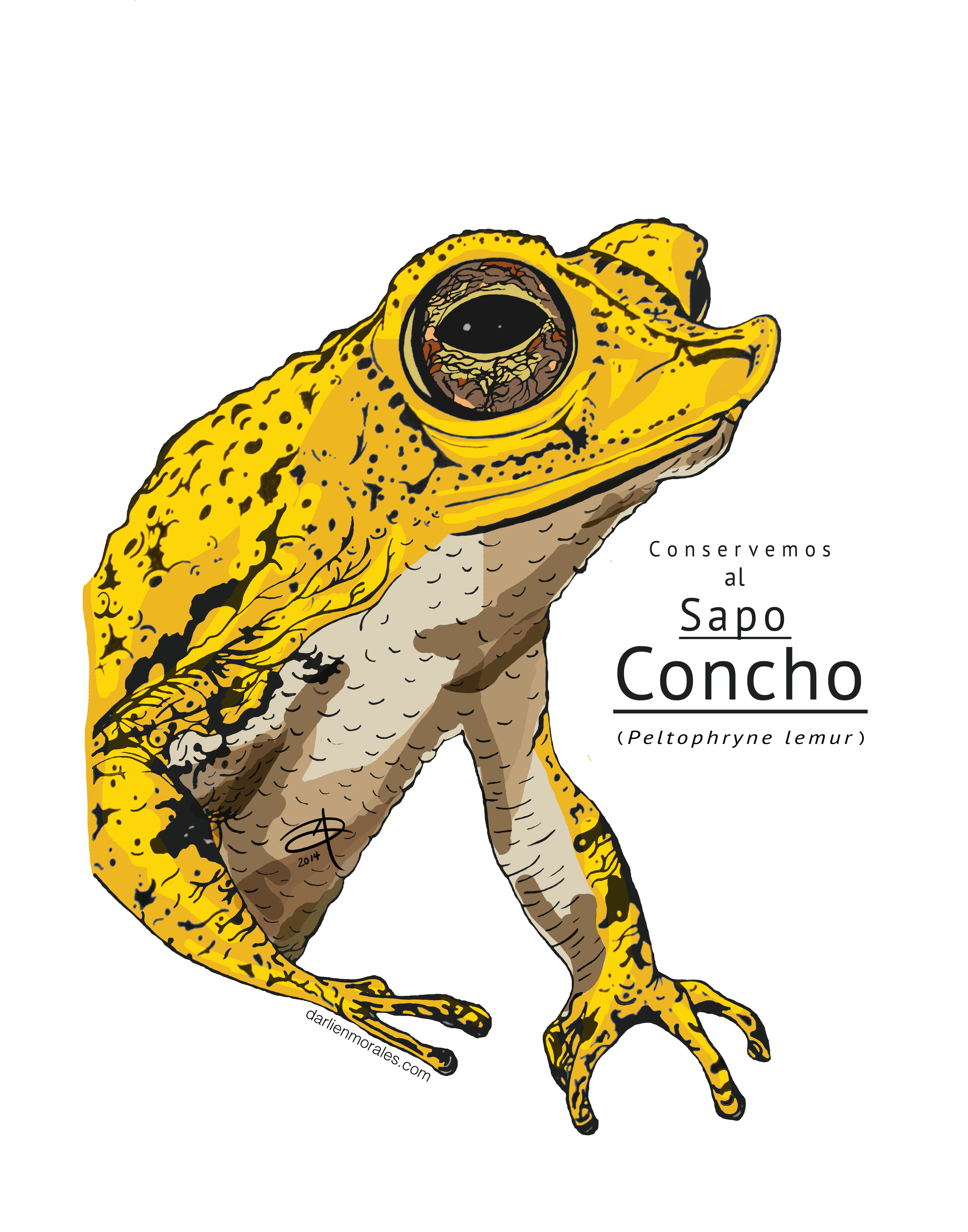 sapo+concho_dmcom.png